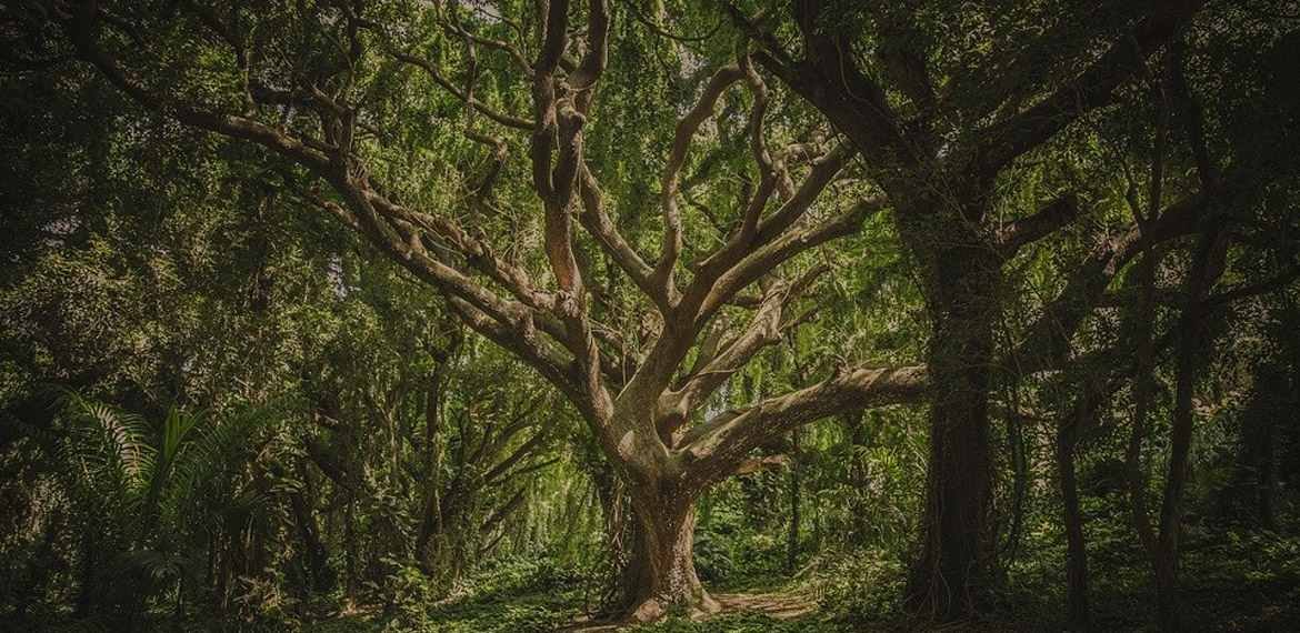 Software de gestión de medioambiente ISO 14001